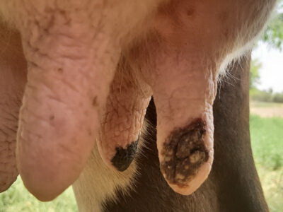 Mastitis y LPS – Inflamación de la glándula mamaria inducida por la dieta