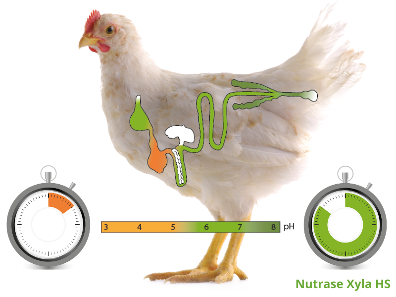 IMG_Column_Chicken Xylanase activity_800x600px